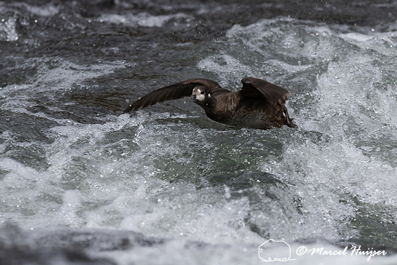 Female harlequin duck (Histrionicus histrionicus), Wyoming, USA