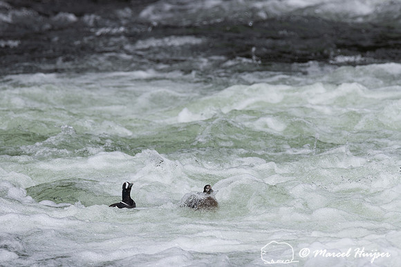 Male and female harlequin duck (Histrionicus histrionicus), Wyom