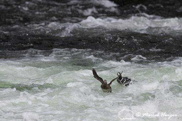 Male and female harlequin duck (Histrionicus histrionicus), Wyom