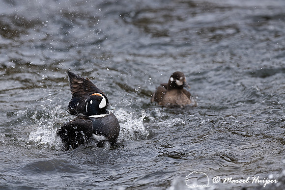 Male and female harlequin duck (Histrionicus histrionicus), Wyom