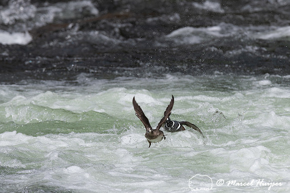 Male and female harlequin duck (Histrionicus histrionicus), Wyom