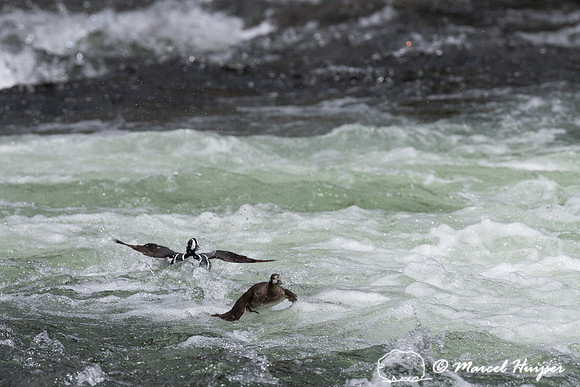 Male and female harlequin duck (Histrionicus histrionicus), Wyom
