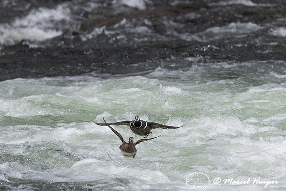 Male and female harlequin duck (Histrionicus histrionicus), Wyom