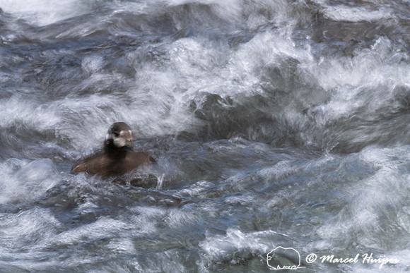 Female harlequin duck (Histrionicus histrionicus), Wyoming, USA
