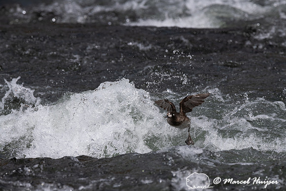 Female harlequin duck (Histrionicus histrionicus), Wyoming, USA