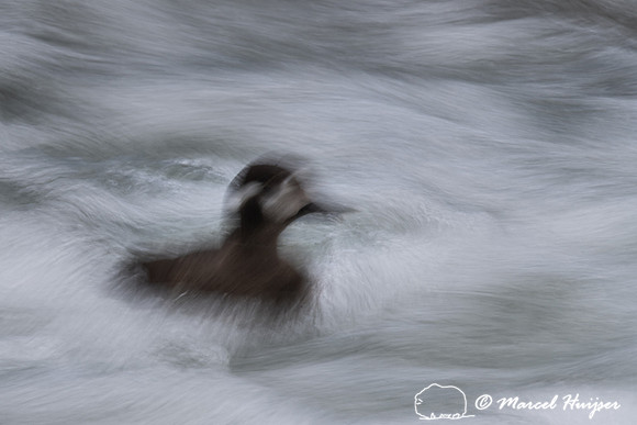 Female harlequin duck (Histrionicus histrionicus), Wyoming, USA