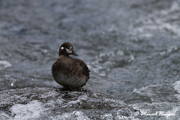 Female harlequin duck (Histrionicus histrionicus), Wyoming, USA