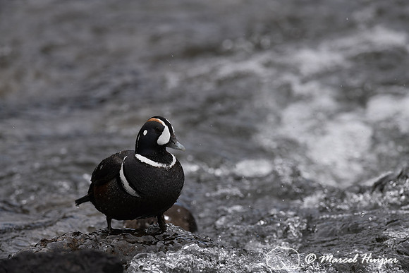 Male harlequin duck (Histrionicus histrionicus), Wyoming, USA