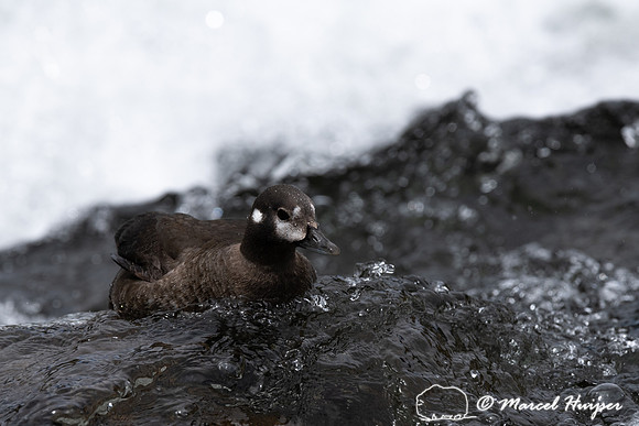 Female harlequin duck (Histrionicus histrionicus), Wyoming, USA