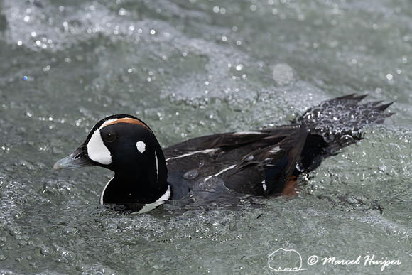 Male harlequin duck (Histrionicus histrionicus), Wyoming, USA