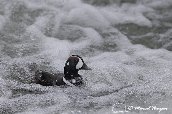 Male harlequin duck (Histrionicus histrionicus), Wyoming, USA