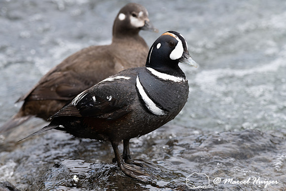 Male and female harlequin duck (Histrionicus histrionicus), Wyom