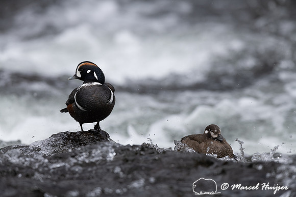Male and female harlequin duck (Histrionicus histrionicus), Wyom