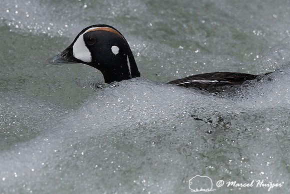 Male harlequin duck (Histrionicus histrionicus), Wyoming, USA