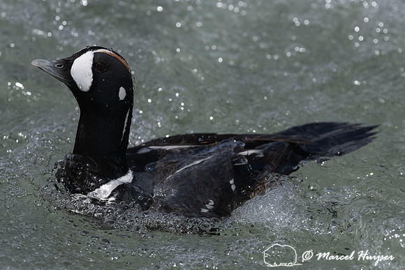 Male harlequin duck (Histrionicus histrionicus), Wyoming, USA