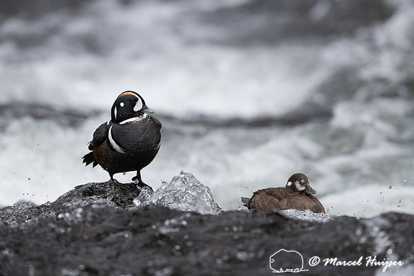 Male and female harlequin duck (Histrionicus histrionicus), Wyom