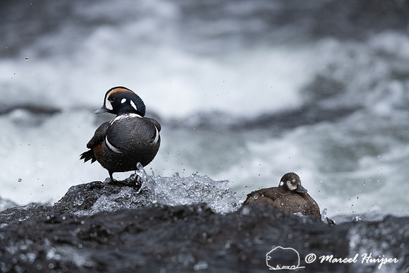 Male and female harlequin duck (Histrionicus histrionicus), Wyom