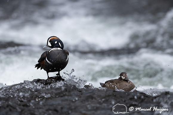 Male and female harlequin duck (Histrionicus histrionicus), Wyom