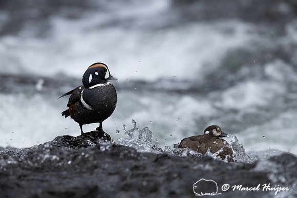 Male and female harlequin duck (Histrionicus histrionicus), Wyom