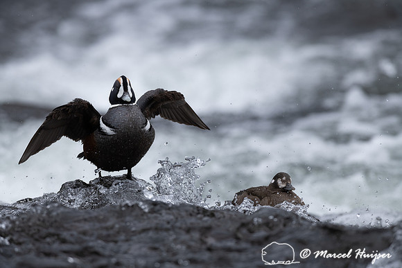 Male and female harlequin duck (Histrionicus histrionicus), Wyom