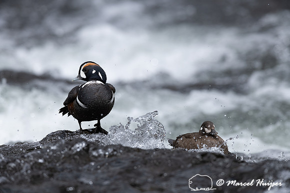 Male and female harlequin duck (Histrionicus histrionicus), Wyom