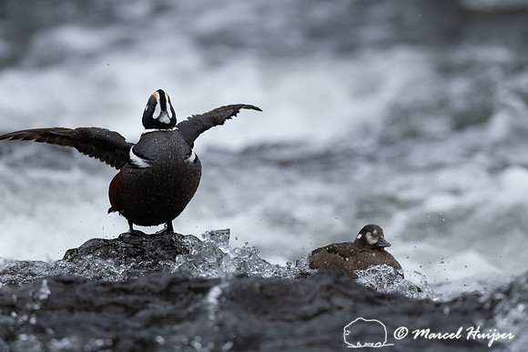 Male and female harlequin duck (Histrionicus histrionicus), Wyom