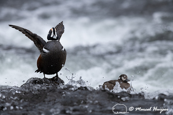 Male and female harlequin duck (Histrionicus histrionicus), Wyom