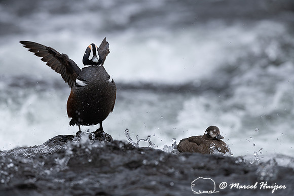 Male and female harlequin duck (Histrionicus histrionicus), Wyom