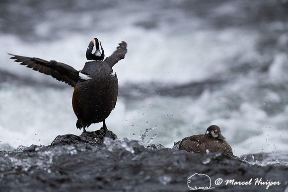 Male and female harlequin duck (Histrionicus histrionicus), Wyom