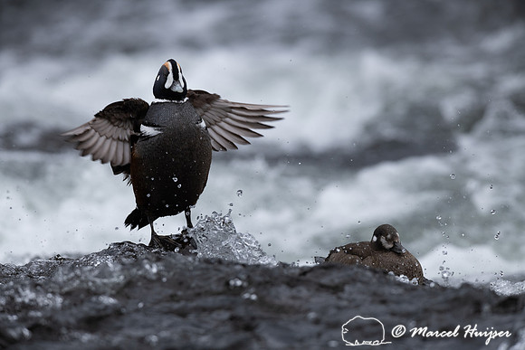Male and female harlequin duck (Histrionicus histrionicus), Wyom
