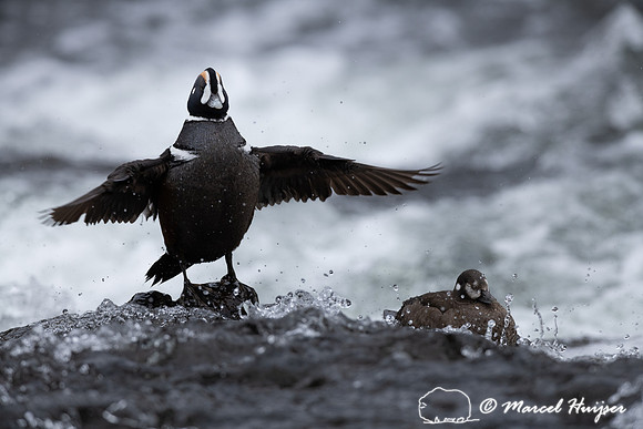 Male and female harlequin duck (Histrionicus histrionicus), Wyom