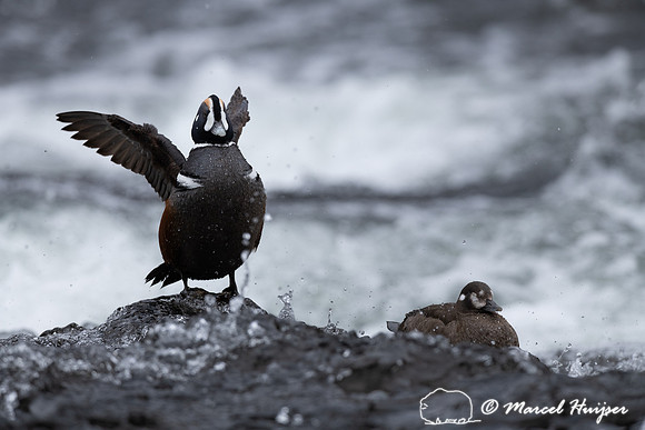 Male and female harlequin duck (Histrionicus histrionicus), Wyom