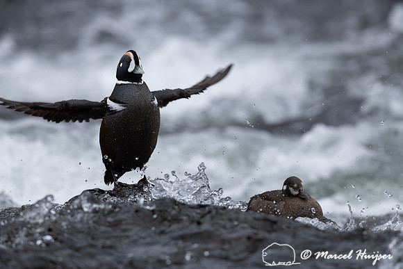 Male and female harlequin duck (Histrionicus histrionicus), Wyom