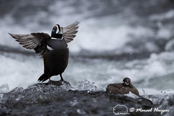 Male and female harlequin duck (Histrionicus histrionicus), Wyom