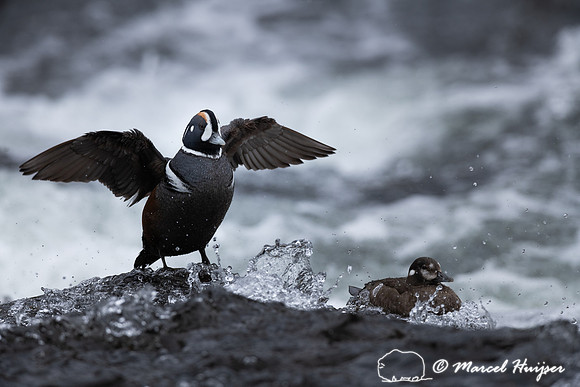Male and female harlequin duck (Histrionicus histrionicus), Wyom