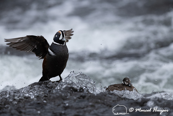 Male and female harlequin duck (Histrionicus histrionicus), Wyom