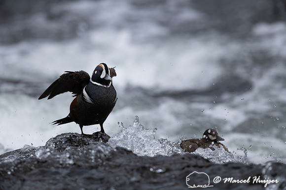 Male and female harlequin duck (Histrionicus histrionicus), Wyom