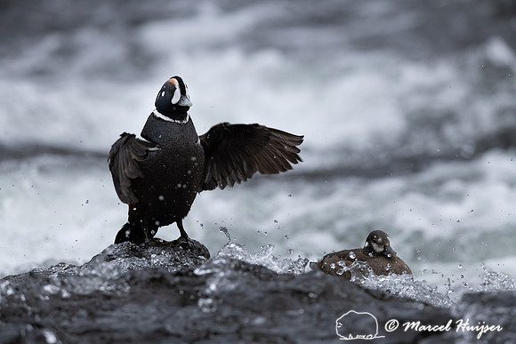 Male and female harlequin duck (Histrionicus histrionicus), Wyom