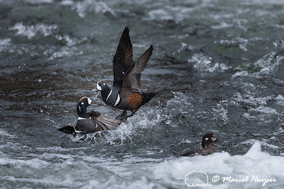 Male harlequin ducks (Histrionicus histrionicus) fighting, Wyomi