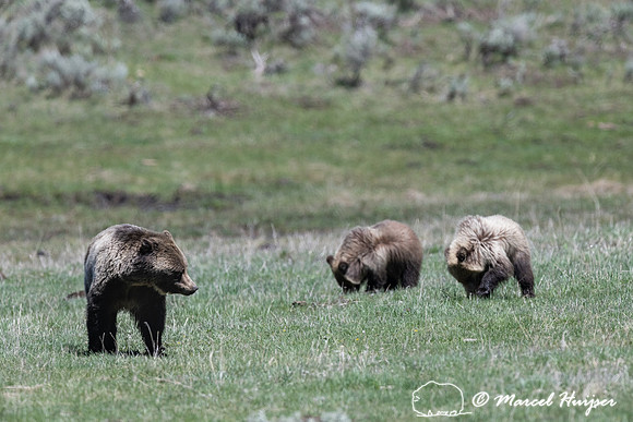 Grizzly bears (Ursus arctos horribilis), sow and 2 cubs, Wyoming