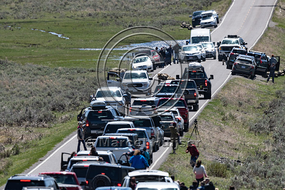 People create traffic jam around grizzly bears (Ursus arctos hor