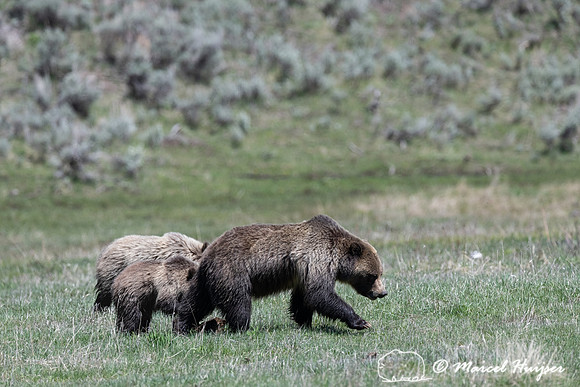 Grizzly bears (Ursus arctos horribilis), sow and 2 cubs, Wyoming