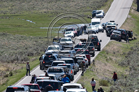 People create traffic jam around grizzly bears (Ursus arctos hor