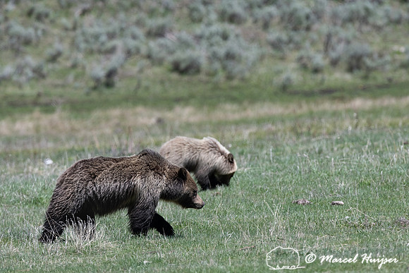 Grizzly bears (Ursus arctos horribilis), sow and 2 cubs, Wyoming