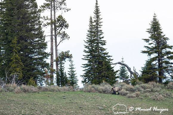Grizzly bear (Ursus arctos horribilis), Wyoming