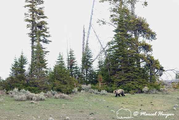 Grizzly bear (Ursus arctos horribilis), Wyoming