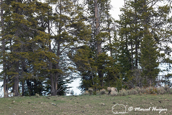 Grizzly bear (Ursus arctos horribilis), Wyoming