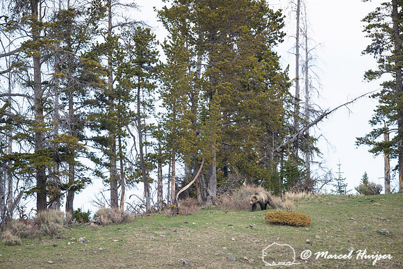 Grizzly bear (Ursus arctos horribilis), Wyoming
