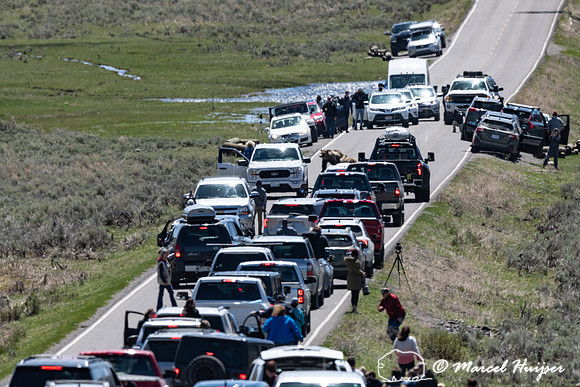 People create traffic jam around grizzly bears (Ursus arctos hor