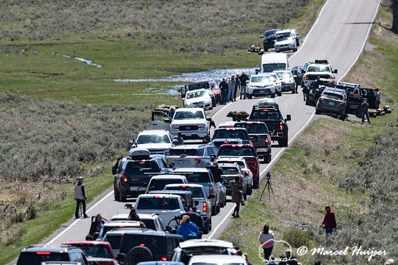 People create traffic jam around grizzly bears (Ursus arctos hor